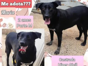 Cachorro raça SRD-ViraLata idade 2 anos nome Maria