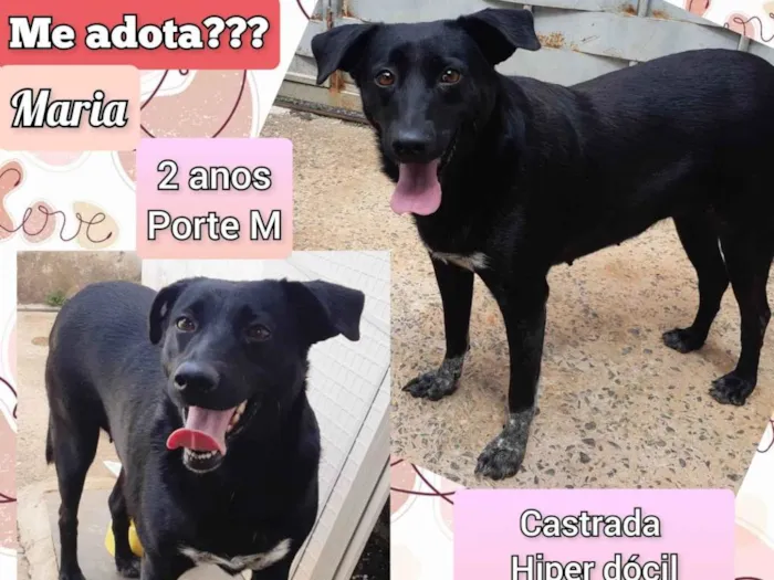 Cachorro ra a SRD-ViraLata idade 2 anos nome Maria