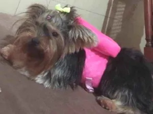 Cachorro raça Yorkshire idade 2 anos nome Severina 