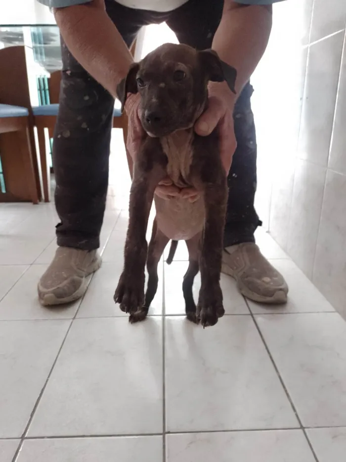 Cachorro ra a SRD-ViraLata idade 2 a 6 meses nome Não tem nome 