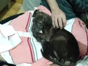 Cachorro raça SRD-ViraLata idade 2 a 6 meses nome Não tem nome 