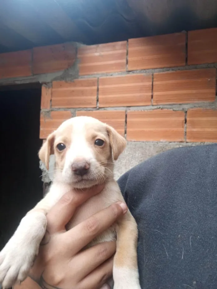 Cachorro ra a SRD-ViraLata idade Abaixo de 2 meses nome Bella