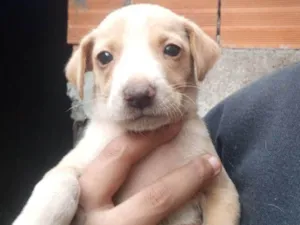 Cachorro raça SRD-ViraLata idade Abaixo de 2 meses nome Bella