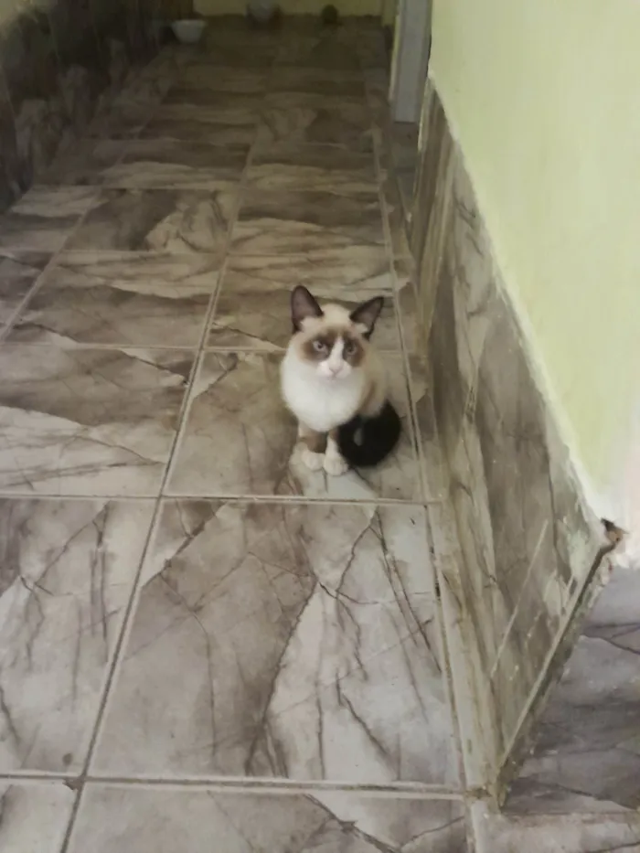 Gato ra a SRD-ViraLata idade 2 a 6 meses nome Sarah 