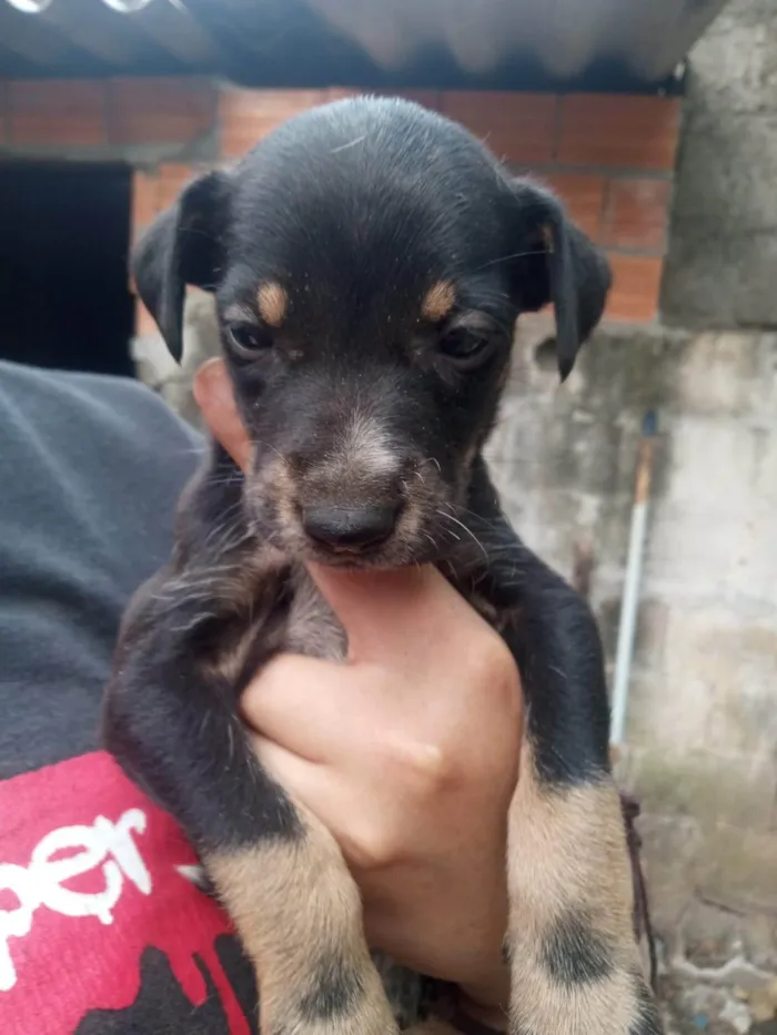 Cachorro ra a SRD-ViraLata idade Abaixo de 2 meses nome Amora