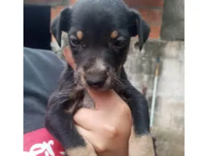 Cachorro raça SRD-ViraLata idade Abaixo de 2 meses nome Amora