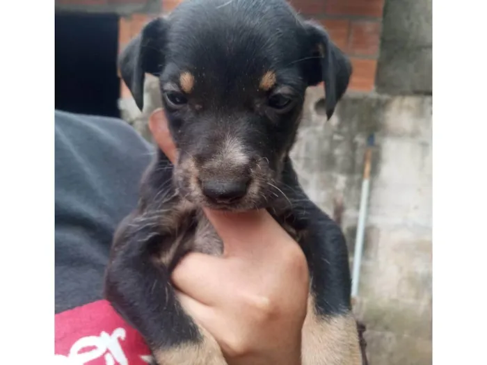 Cachorro ra a SRD-ViraLata idade Abaixo de 2 meses nome Amora