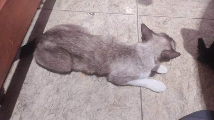 Gato ra a Siamês idade 4 anos nome Mimosa