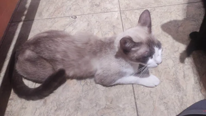 Gato ra a Siamês idade 4 anos nome Mimosa