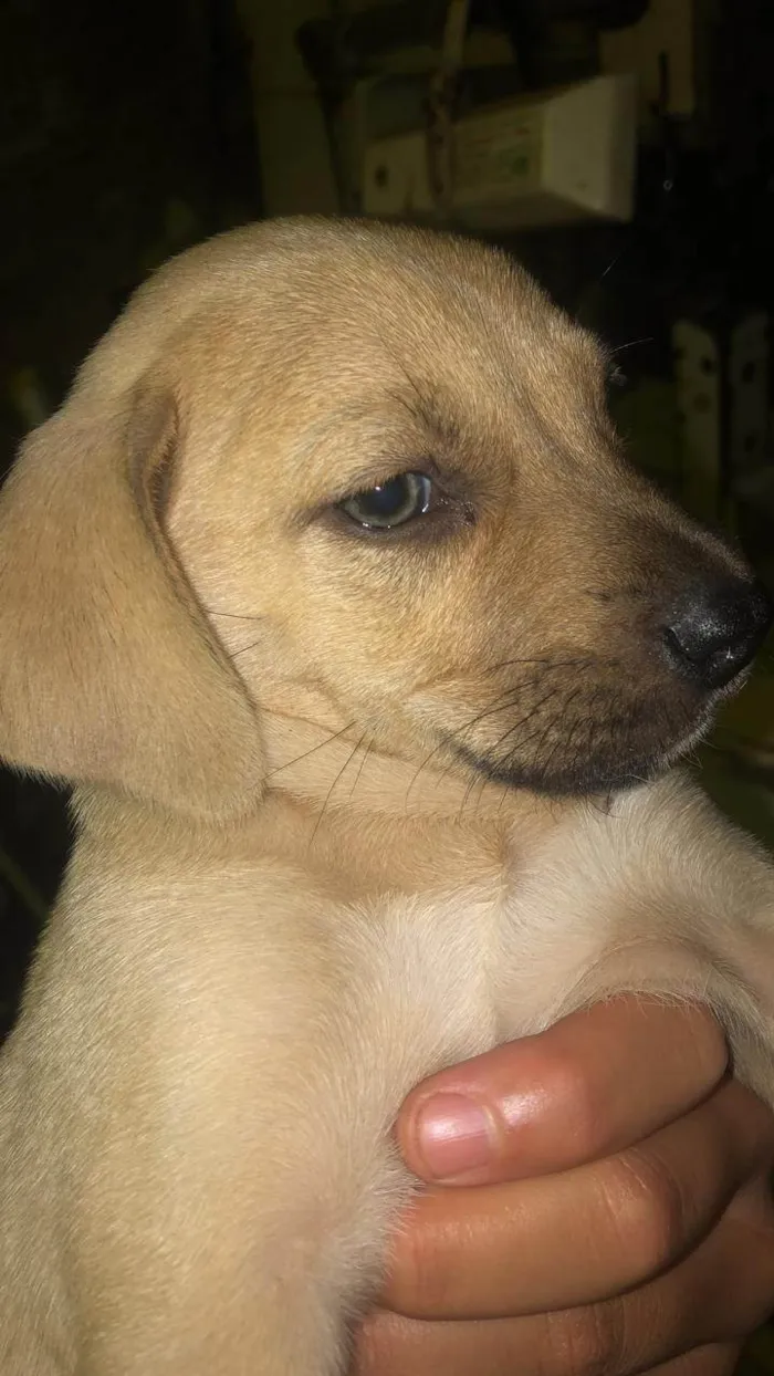 Cachorro ra a SRD-ViraLata idade 2 a 6 meses nome Lua/Stuart 