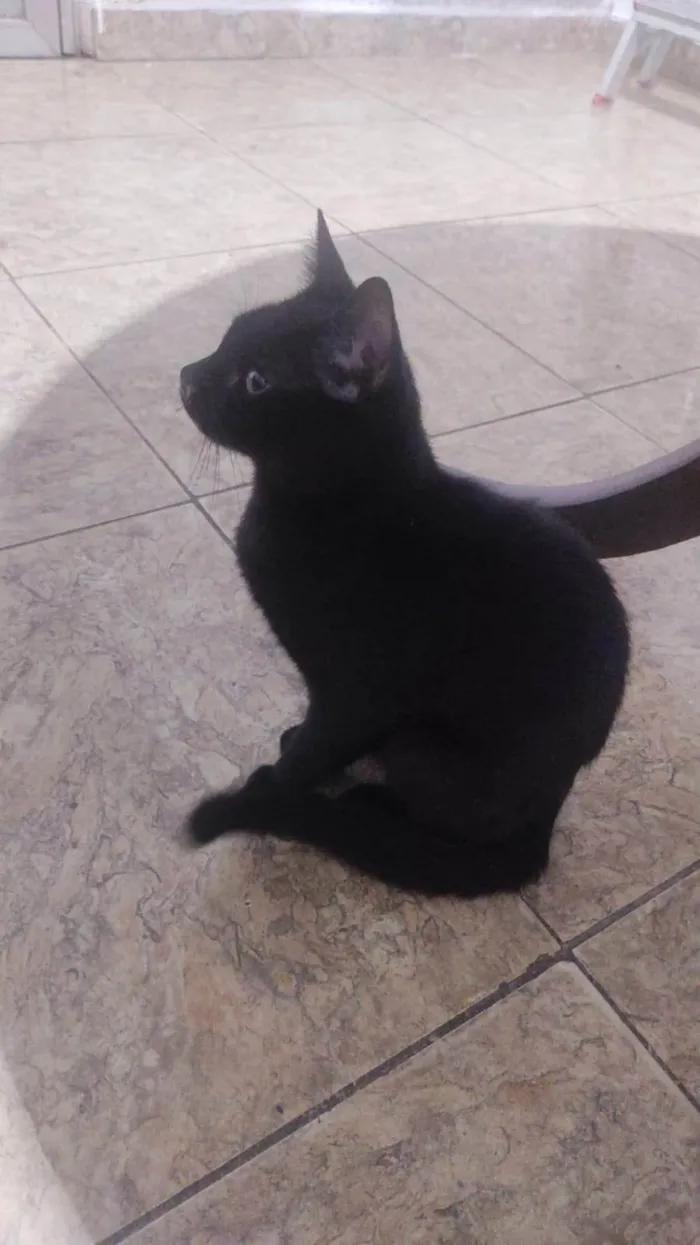 Gato ra a SRD-ViraLata idade 1 ano nome Pretinho