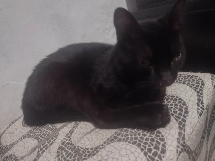 Gato ra a SRD-ViraLata idade 1 ano nome Pretinho