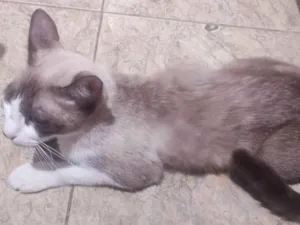 Gato raça Siamês idade 4 anos nome Mimosa