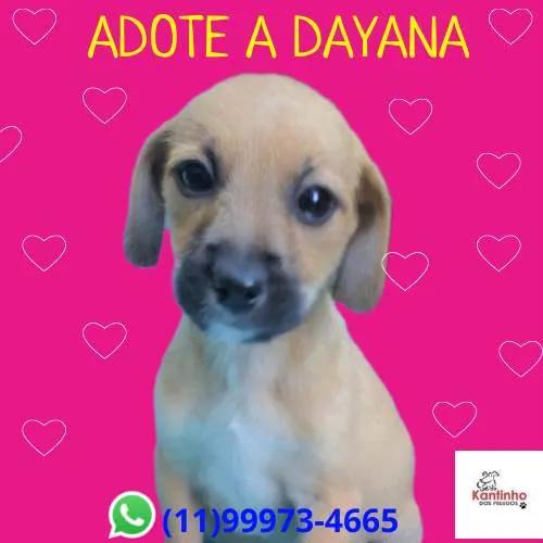 Cachorro ra a SRD-ViraLata idade 2 a 6 meses nome Dayana