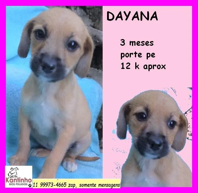 Cachorro ra a SRD-ViraLata idade 2 a 6 meses nome Dayana