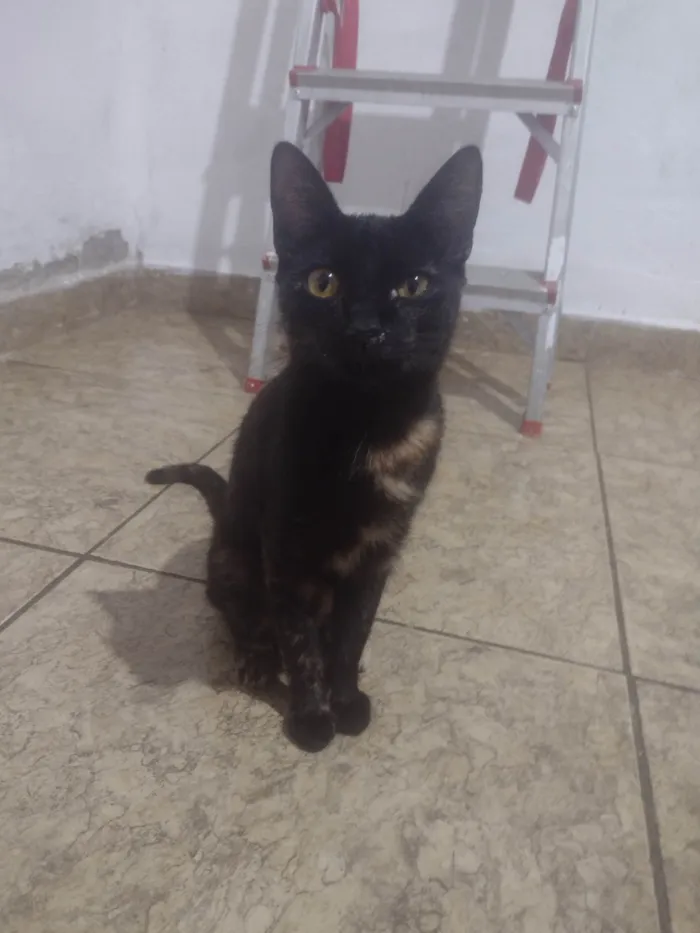 Gato ra a SRD-ViraLata idade 7 a 11 meses nome Laura