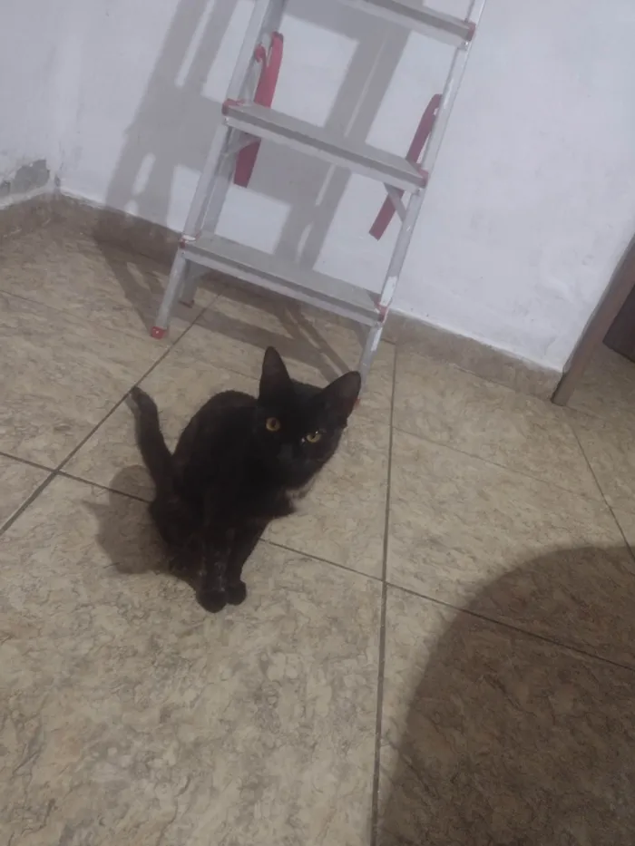 Gato ra a SRD-ViraLata idade 7 a 11 meses nome Laura