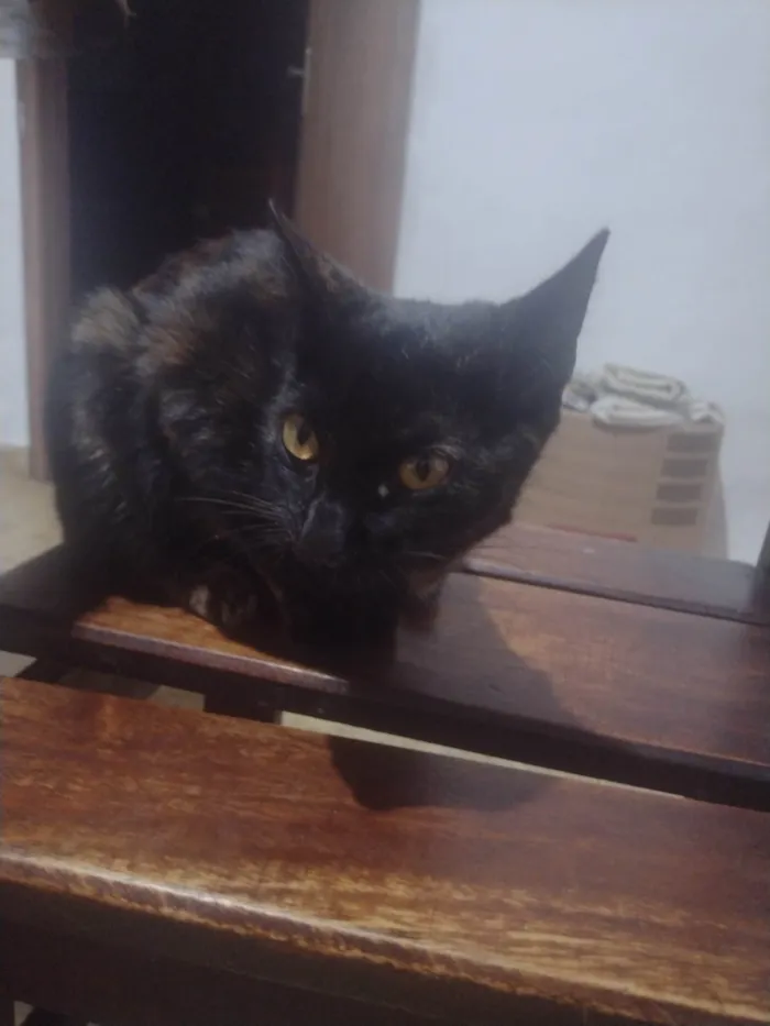 Gato ra a SRD-ViraLata idade 7 a 11 meses nome Laura