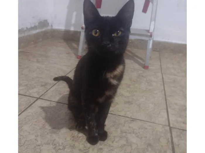 Gato ra a SRD-ViraLata idade 7 a 11 meses nome Laura