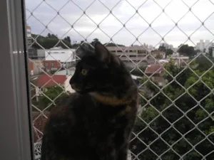 Gato raça SRD-ViraLata idade 3 anos nome Bella