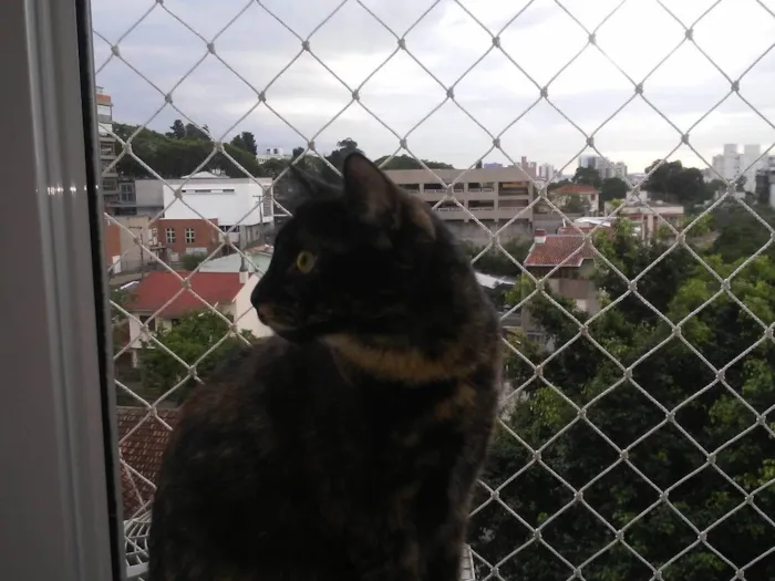 Gato ra a SRD-ViraLata idade 3 anos nome Bella