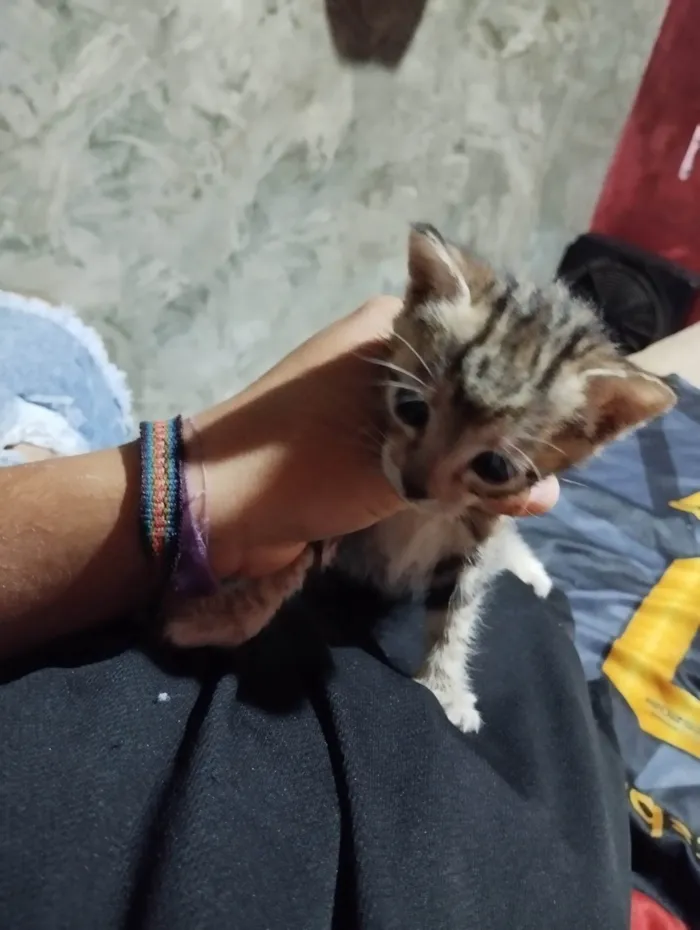 Gato ra a SRD-ViraLata idade Abaixo de 2 meses nome Não possui ainds