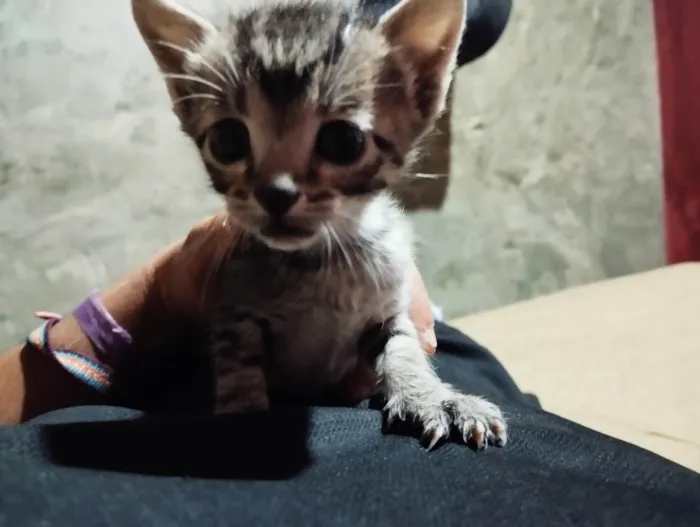 Gato ra a SRD-ViraLata idade Abaixo de 2 meses nome Não possui ainds