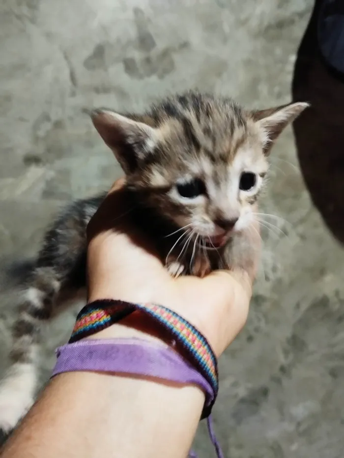 Gato ra a SRD-ViraLata idade Abaixo de 2 meses nome Não possui ainds