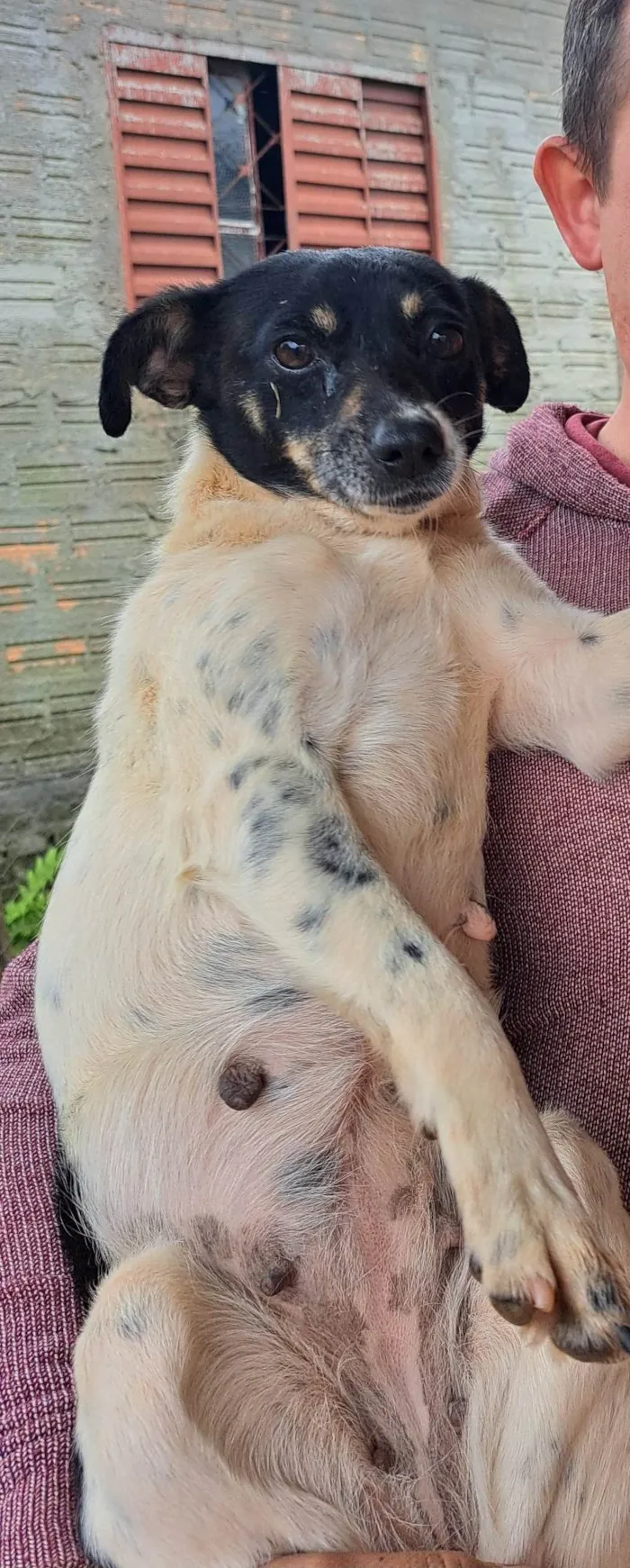 Cachorro ra a Fox Terrier idade 3 anos nome Amora