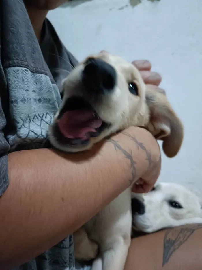 Cachorro ra a SRD-ViraLata idade 2 a 6 meses nome Dakota e Savana