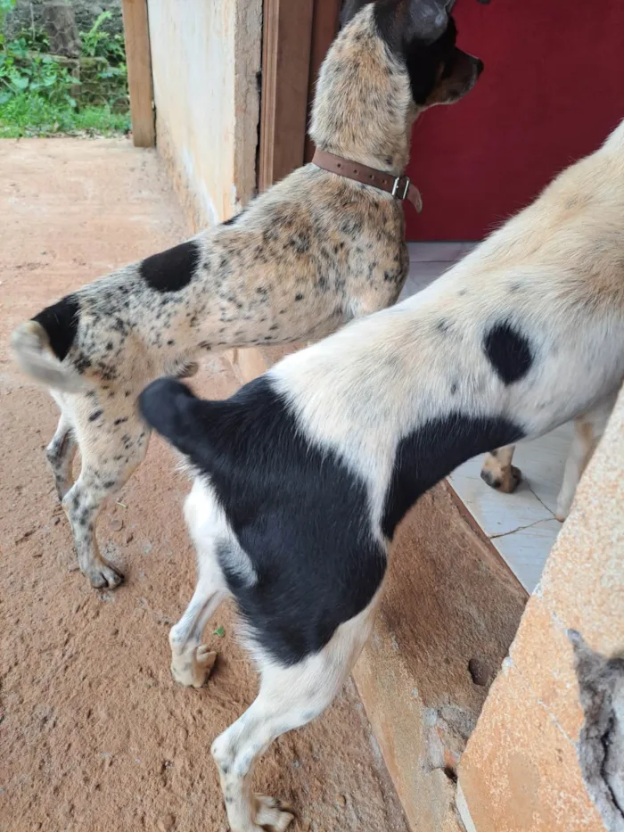 Cachorro ra a Fox Terrier idade 3 anos nome Amora