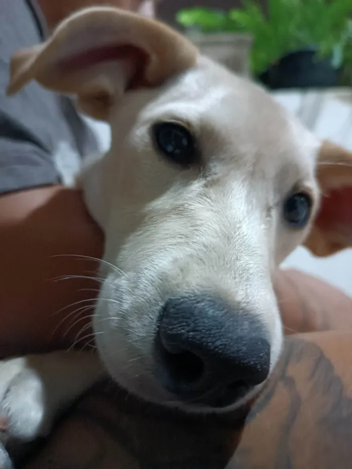 Cachorro ra a SRD-ViraLata idade 2 a 6 meses nome Dakota e Savana