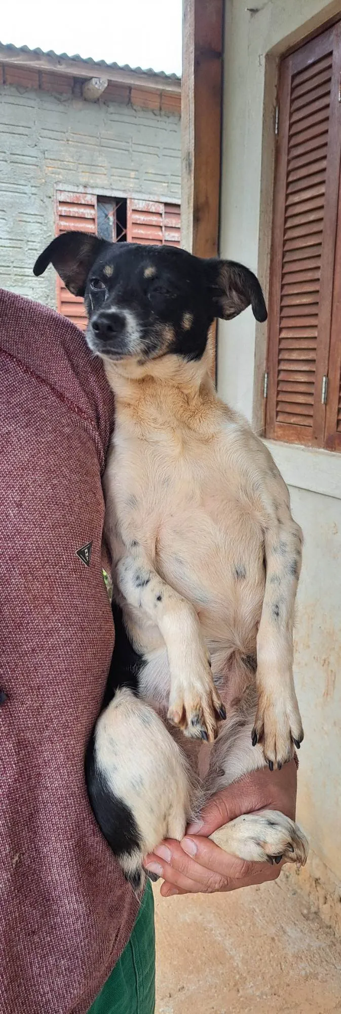 Cachorro ra a Fox Terrier idade 3 anos nome Amora