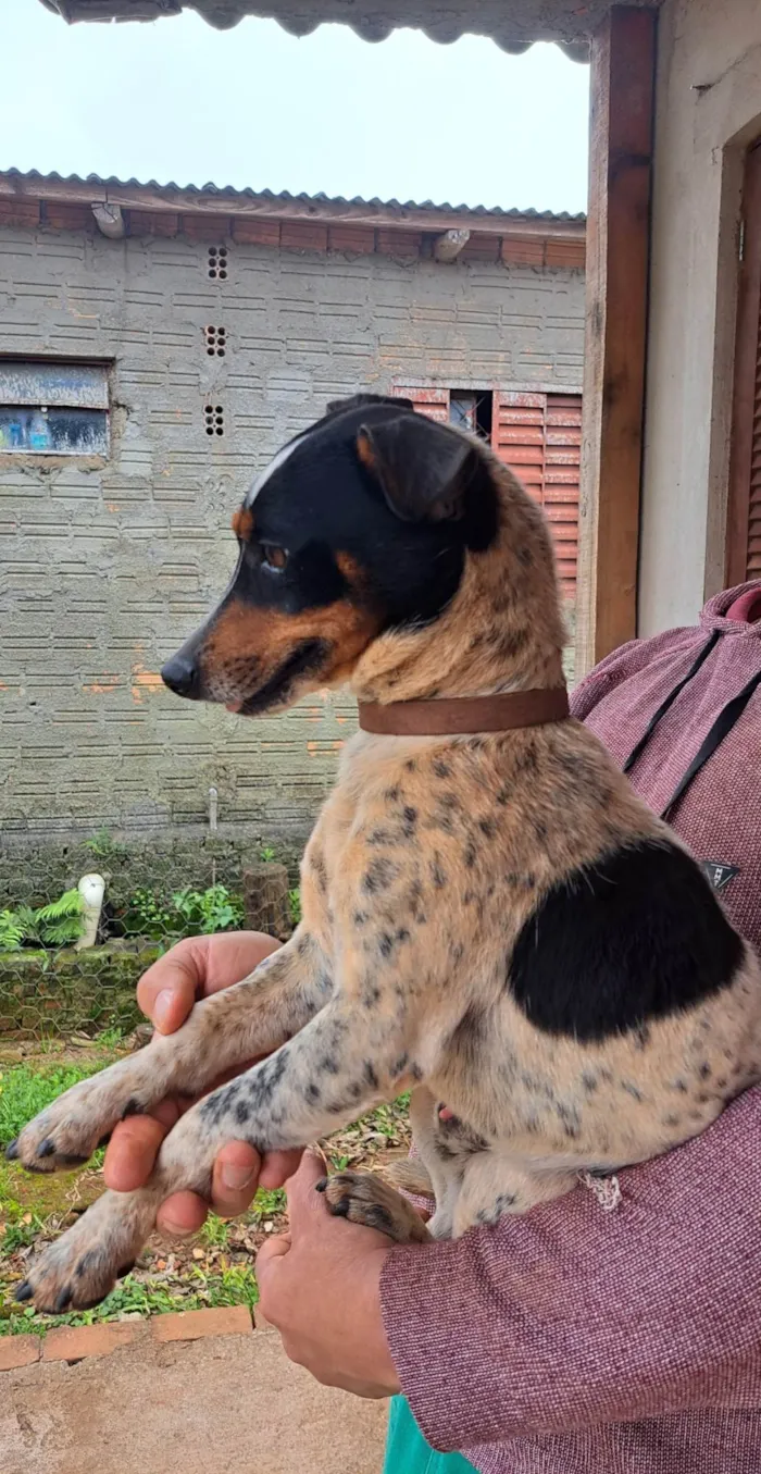 Cachorro ra a Fox Terrier idade 3 anos nome Gigante