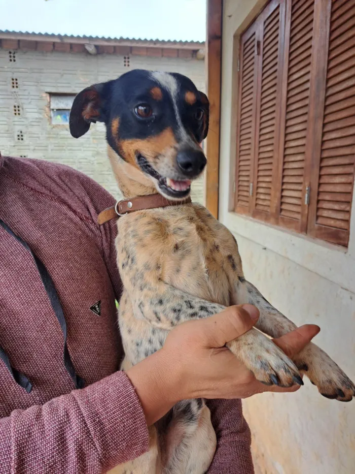 Cachorro ra a Fox Terrier idade 3 anos nome Gigante