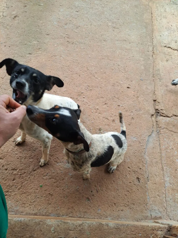 Cachorro ra a Fox Terrier idade 3 anos nome Gigante