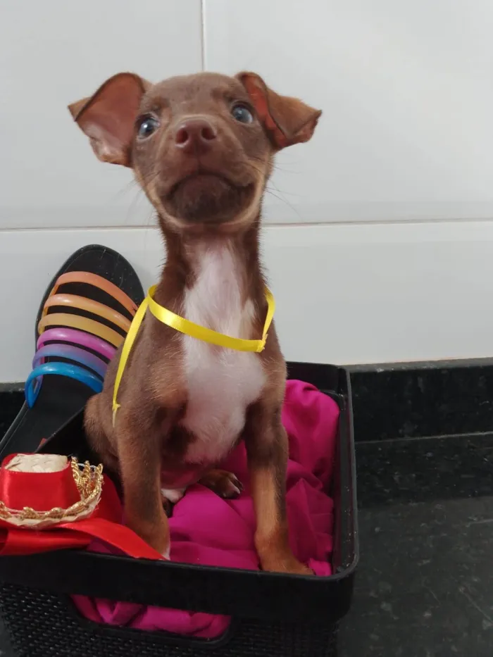 Cachorro ra a SRD-ViraLata idade 2 a 6 meses nome Caramelo 