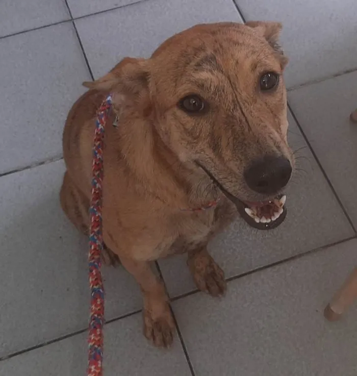 Cachorro ra a SRD-ViraLata idade 1 ano nome Kiara