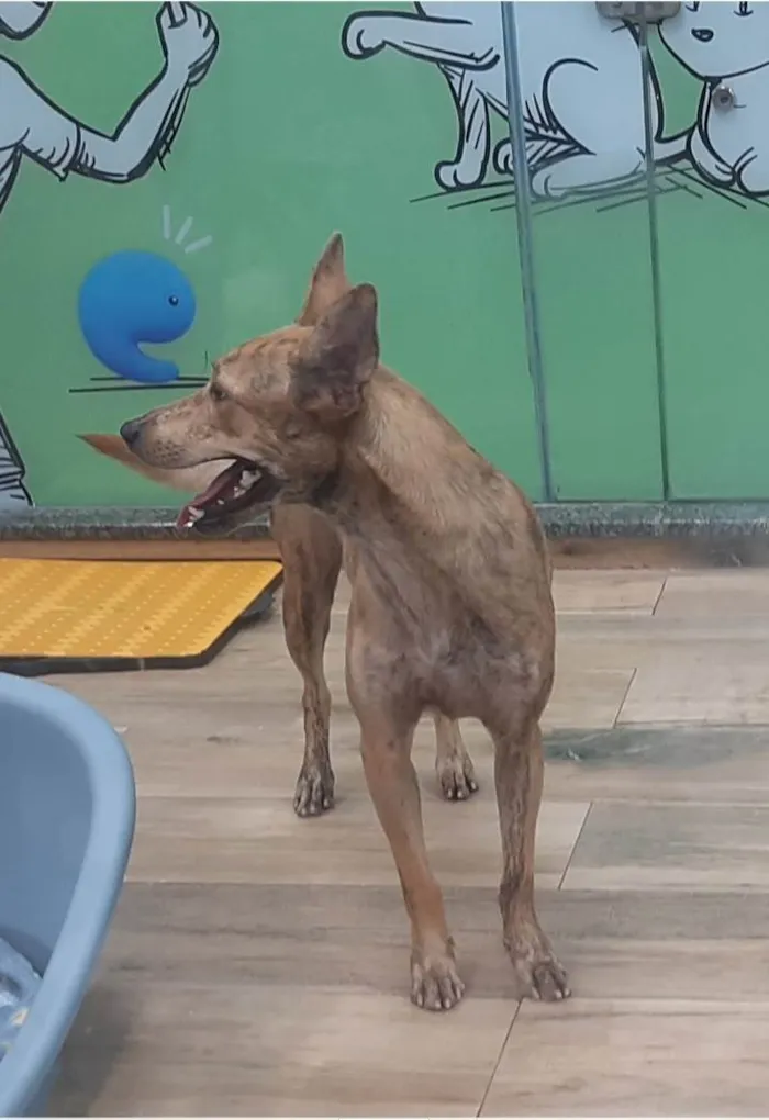 Cachorro ra a SRD-ViraLata idade 1 ano nome Kiara