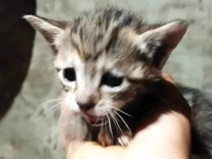 Gato raça SRD-ViraLata idade Abaixo de 2 meses nome Não possui ainds