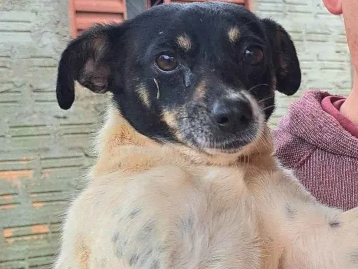 Cachorro ra a Fox Terrier idade 3 anos nome Amora