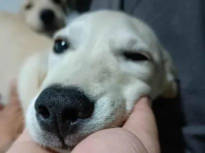 Cachorro raça SRD-ViraLata idade 2 a 6 meses nome Dakota e Savana