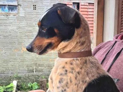 Cachorro raça Fox Terrier idade 3 anos nome Gigante