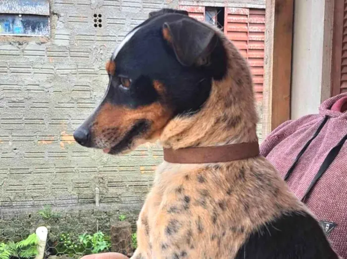 Cachorro ra a Fox Terrier idade 3 anos nome Gigante