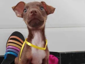 Cachorro raça SRD-ViraLata idade 2 a 6 meses nome Caramelo 