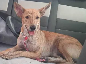 Cachorro raça SRD-ViraLata idade 1 ano nome Kiara