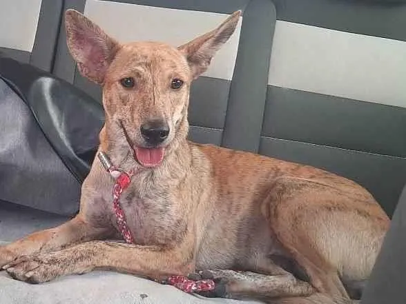 Cachorro ra a SRD-ViraLata idade 1 ano nome Kiara