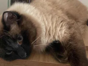 Gato raça Siamês idade 3 anos nome Lorbe