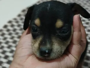 Cachorro raça SRD-ViraLata idade Abaixo de 2 meses nome Filhotes filho de vira-lata com labrador 