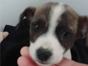 Cachorro raça SRD-ViraLata idade 2 a 6 meses nome Chaves